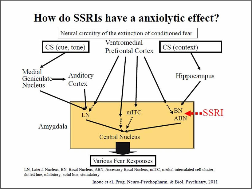 How do SSRIs have anxiolytic effect?