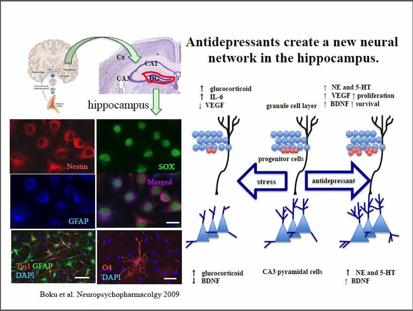 Antidepressants create a new neural network in the hippocampus.